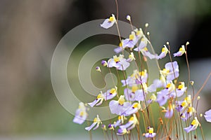 Bladderwort Utricularia bisquamata, flowers with pink and yellow photo